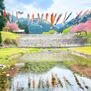 羽根谷だんだん公園、八重桜・鯉のぼり、3月春の花、岐阜県海津市の観光・撮影スポットの画像と写真