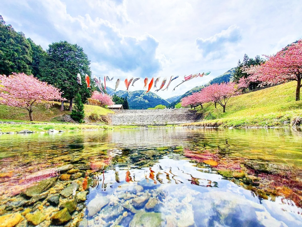 羽根谷だんだん公園、八重桜・鯉のぼり、3月春の花、岐阜県海津市の観光・撮影スポットの画像と写真