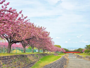 羽根谷だんだん公園、八重桜・、3月春の花、岐阜県海津市の観光・撮影スポットの画像と写真