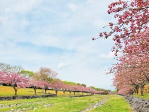 羽根谷だんだん公園、八重桜・、3月春の花、岐阜県海津市の観光・撮影スポットの画像と写真