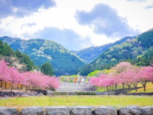 羽根谷だんだん公園、八重桜・、3月春の花、岐阜県海津市の観光・撮影スポットの画像と写真