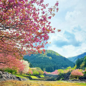 羽根谷だんだん公園、八重桜・、3月春の花、岐阜県海津市の観光・撮影スポットの画像と写真