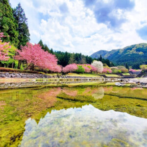 羽根谷だんだん公園、八重桜・、3月春の花、岐阜県海津市の観光・撮影スポットの画像と写真