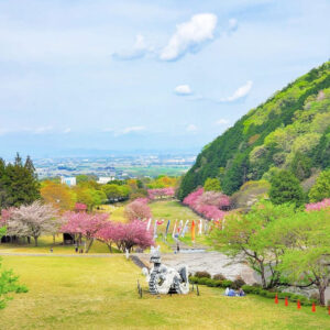 羽根谷だんだん公園、八重桜・、3月春の花、岐阜県海津市の観光・撮影スポットの画像と写真