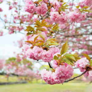 羽根谷だんだん公園、八重桜・、3月春の花、岐阜県海津市の観光・撮影スポットの画像と写真