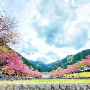 羽根谷だんだん公園、八重桜・、3月春の花、岐阜県海津市の観光・撮影スポットの画像と写真