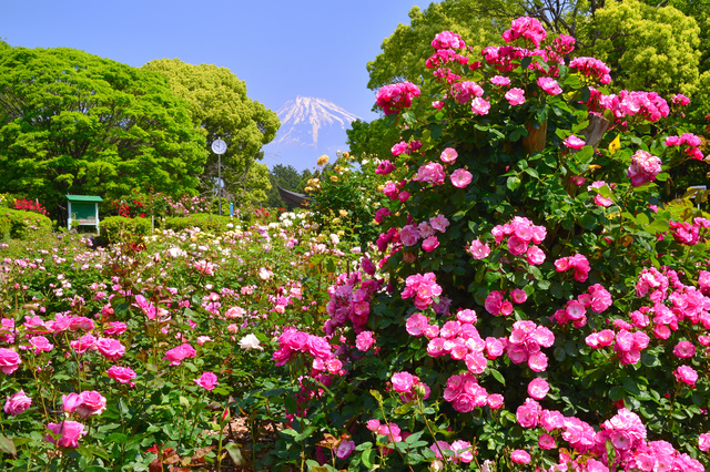 広見公園、5月春の花、静岡県富士市の観光・撮影スポットの名所
