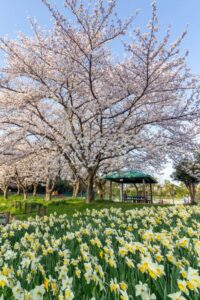 細口池公園、桜・水仙、3月春の花、名古屋市天白区の観光・撮影スポットの名所