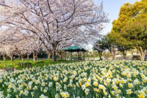 細口池公園、桜・水仙、3月春の花、名古屋市天白区の観光・撮影スポットの名所