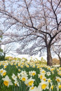 細口池公園、桜・水仙、3月春の花、名古屋市天白区の観光・撮影スポットの名所