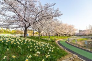 細口池公園、桜・水仙、3月春の花、名古屋市天白区の観光・撮影スポットの名所