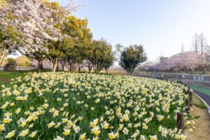 細口池公園、桜・水仙、3月春の花、名古屋市天白区の観光・撮影スポットの名所