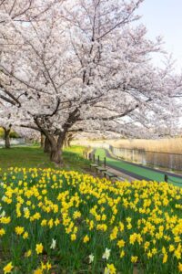 細口池公園、桜・水仙、3月春の花、名古屋市天白区の観光・撮影スポットの名所