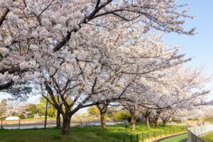 細口池公園、桜・水仙、3月春の花、名古屋市天白区の観光・撮影スポットの名所