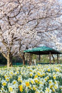 細口池公園、桜・水仙、3月春の花、名古屋市天白区の観光・撮影スポットの名所