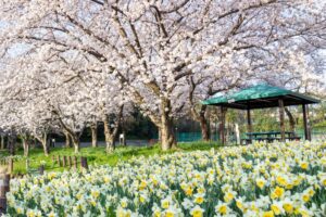 細口池公園、桜・水仙、3月春の花、名古屋市天白区の観光・撮影スポットの名所