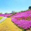 犬山城、芝桜、4月の春の花、愛知県犬山市の観光・撮影スポットの画像と写真