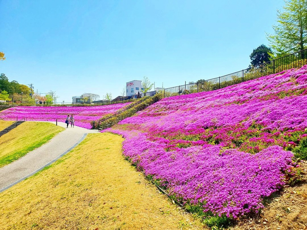 犬山城、芝桜、4月の春の花、愛知県犬山市の観光・撮影スポットの画像と写真