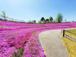 犬山城、芝桜、4月の春の花、愛知県犬山市の観光・撮影スポットの画像と写真