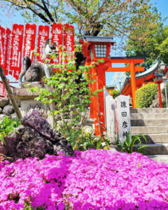 犬山城、芝桜、4月の春の花、愛知県犬山市の観光・撮影スポットの画像と写真