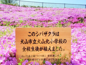 犬山城、芝桜、4月の春の花、愛知県犬山市の観光・撮影スポットの画像と写真