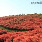 葛城高原つつじ園、5月の春の花、奈良県御所市の観光・撮影スポットの名所