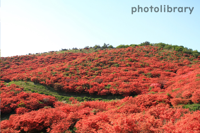 葛城高原つつじ園、5月の春の花、奈良県御所市の観光・撮影スポットの名所