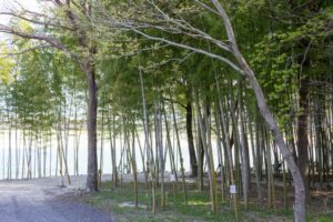 木曽川渡し場遊歩道、竹林、かぐや姫の散歩道、夏の名所、岐阜県可児市の観光・撮影スポットの名所