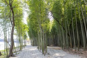 木曽川渡し場遊歩道、竹林、かぐや姫の散歩道、夏の名所、岐阜県可児市の観光・撮影スポットの名所