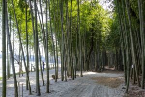 木曽川渡し場遊歩道、竹林、かぐや姫の散歩道、夏の名所、岐阜県可児市の観光・撮影スポットの名所