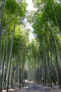 木曽川渡し場遊歩道、竹林、かぐや姫の散歩道、夏の名所、岐阜県可児市の観光・撮影スポットの名所