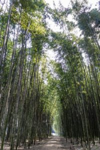 木曽川渡し場遊歩道、竹林、かぐや姫の散歩道、夏の名所、岐阜県可児市の観光・撮影スポットの名所