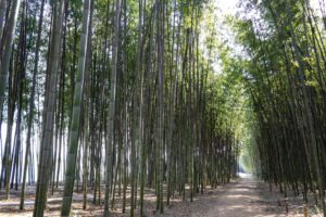 木曽川渡し場遊歩道、竹林、かぐや姫の散歩道、夏の名所、岐阜県可児市の観光・撮影スポットの名所