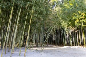 木曽川渡し場遊歩道、竹林、かぐや姫の散歩道、夏の名所、岐阜県可児市の観光・撮影スポットの名所