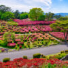 小室山公園つつじ祭り、4月春の花、静岡県伊東市の観光・撮影スポットの名所