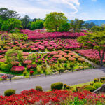 小室山公園つつじ祭り、4月春の花、静岡県伊東市の観光・撮影スポットの名所