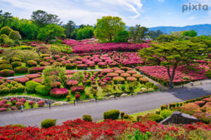 小室山公園つつじ祭り、4月春の花、静岡県伊東市の観光・撮影スポットの名所