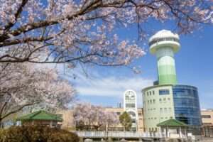 すいとぴあ江南、桜、３月春の花、愛知県江南市の観光・撮影スポットの画像と写真