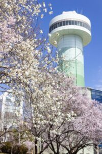 すいとぴあ江南、桜、３月春の花、愛知県江南市の観光・撮影スポットの画像と写真