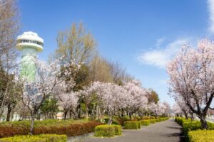 すいとぴあ江南、桜、３月春の花、愛知県江南市の観光・撮影スポットの画像と写真