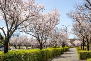すいとぴあ江南、桜、３月春の花、愛知県江南市の観光・撮影スポットの画像と写真
