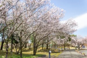 すいとぴあ江南、桜、３月春の花、愛知県江南市の観光・撮影スポットの画像と写真