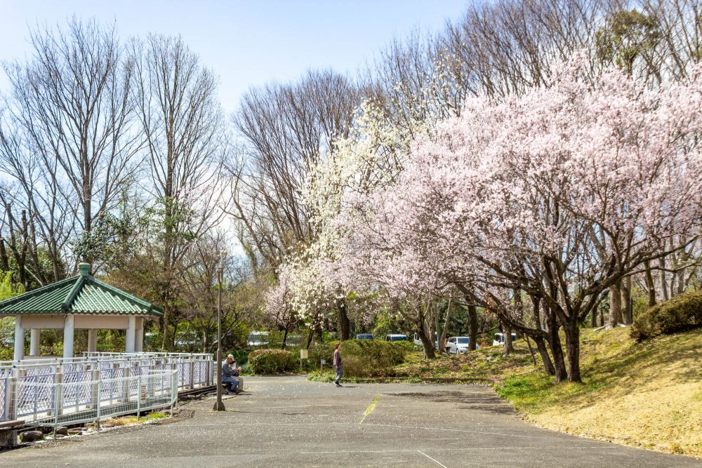 すいとぴあ江南、桜、３月春の花、愛知県江南市の観光・撮影スポットの画像と写真