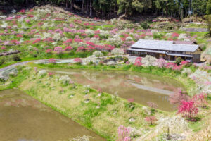 串原きねしだれ桃 4月春の花、岐阜県恵那市の観光・撮影スポットの名所