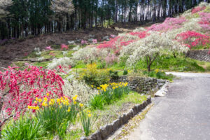 串原きねしだれ桃 4月春の花、岐阜県恵那市の観光・撮影スポットの名所