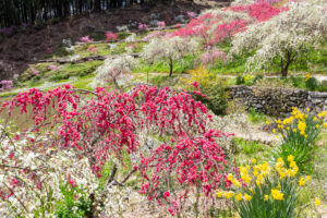 串原きねしだれ桃 4月春の花、岐阜県恵那市の観光・撮影スポットの名所