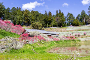 串原きねしだれ桃 4月春の花、岐阜県恵那市の観光・撮影スポットの名所