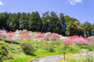 串原きねしだれ桃 4月春の花、岐阜県恵那市の観光・撮影スポットの名所