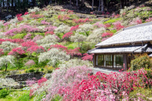 串原きねしだれ桃 4月春の花、岐阜県恵那市の観光・撮影スポットの名所
