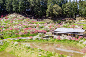 串原きねしだれ桃 4月春の花、岐阜県恵那市の観光・撮影スポットの名所